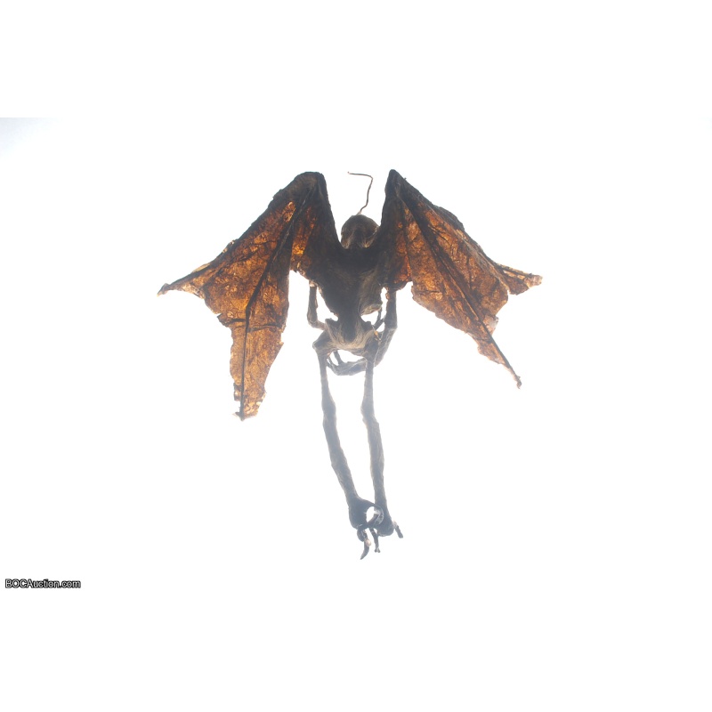Mummified Fairy by Artist T.S.Chin
