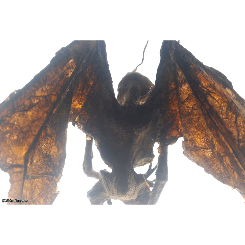 Mummified Fairy by Artist T.S.Chin