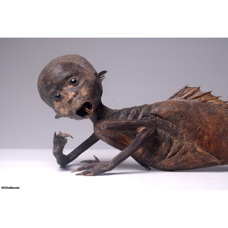 Fiji Mermaid Mummified Mermaid