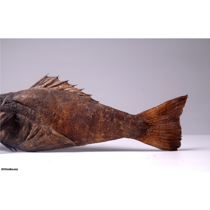 Fiji Mermaid Mummified Mermaid