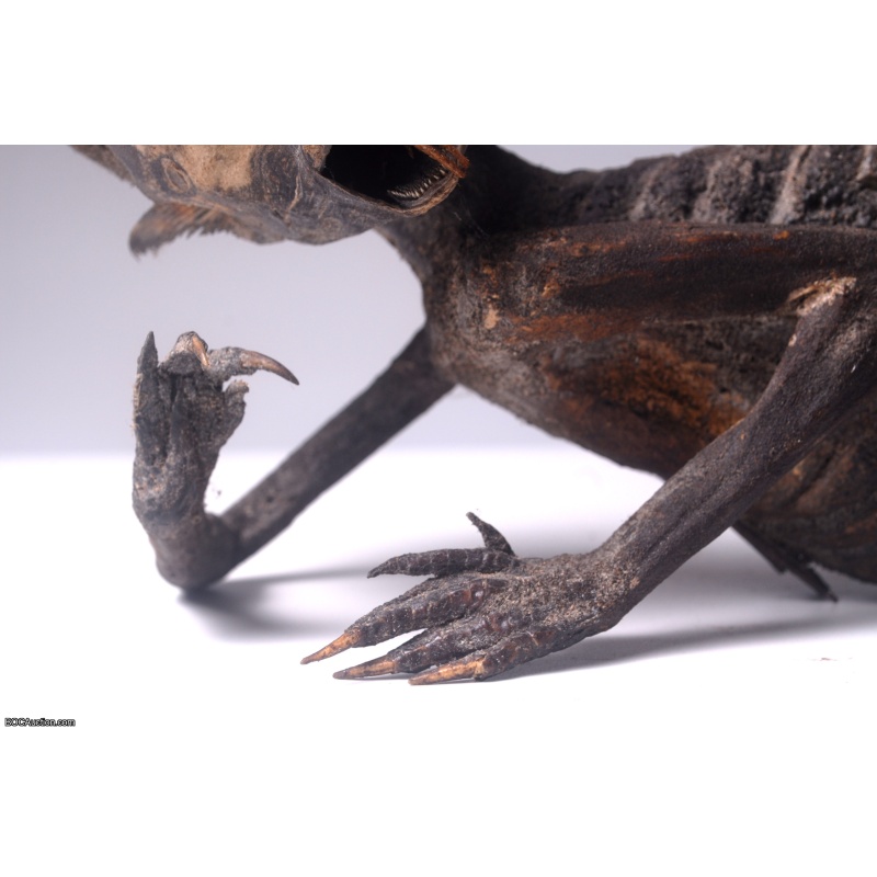 Fiji Mermaid Mummified Mermaid