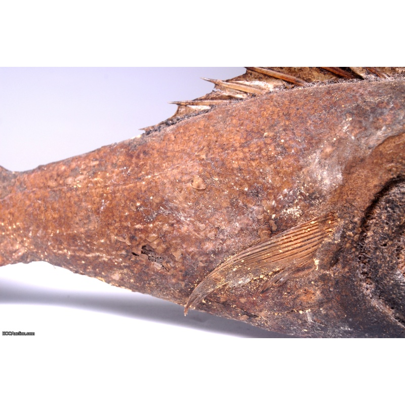 Fiji Mermaid Mummified Mermaid